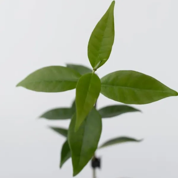 Jasmin - Set om 3 - Trachelospermum jasminoides - Höjd 25-40cm - ⌀9cm