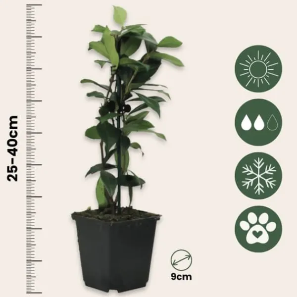 Jasmin - Set om 3 - Trachelospermum jasminoides - Höjd 25-40cm - ⌀9cm