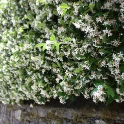 Jasmin - Set om 3 - Trachelospermum jasminoides - Höjd 25-40cm - ⌀9cm