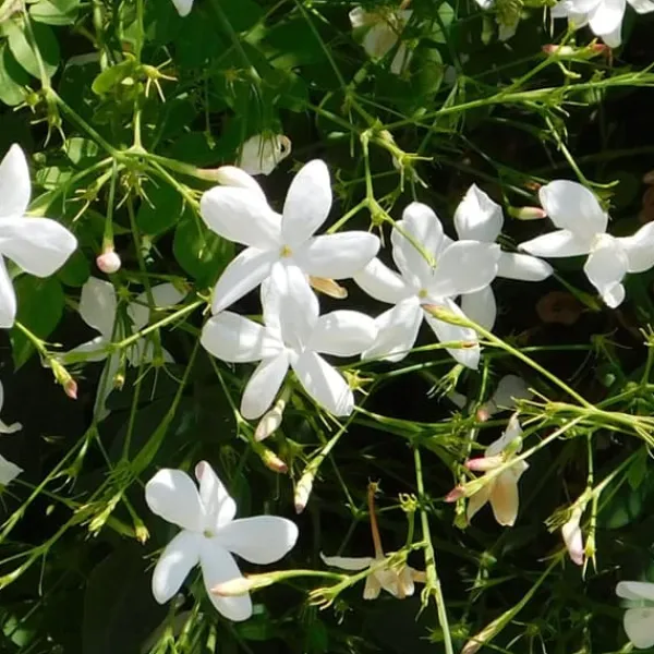 Sale Jasmin - Trachelospermum jasminoides - Höjd 110-120cm - ⌀17cm Trädgårdsväxter
