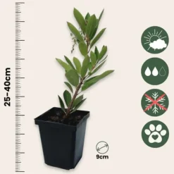 New Jordgubbsplanta - Set om 6 - Arbutus 'Unedo' - Höjd 25-40cm - ⌀9cm Trädgårdsväxter