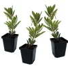 Best Jordgubbsplanta - Set om 3 - Arbutus 'Unedo' - Höjd 25-40cm - ⌀9cm Träd