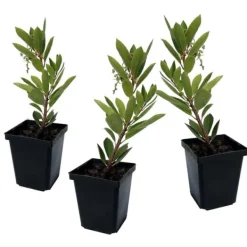 Best Jordgubbsplanta - Set om 3 - Arbutus 'Unedo' - Höjd 25-40cm - ⌀9cm Träd