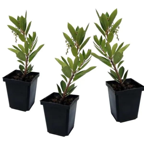 Best Jordgubbsplanta - Set om 3 - Arbutus 'Unedo' - Höjd 25-40cm - ⌀9cm Träd