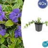 Discount Jordtäckare - Vinca - Vinca minor 'Argenteovariegata' - 9 cm kruka - Set med 40 växter Trädgårdsväxter