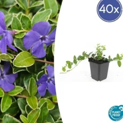 Discount Jordtäckare - Vinca - Vinca minor 'Argenteovariegata' - 9 cm kruka - Set med 40 växter Trädgårdsväxter