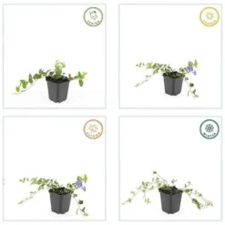 Discount Jordtäckare - Vinca - Vinca minor 'Argenteovariegata' - 9 cm kruka - Set med 40 växter Trädgårdsväxter