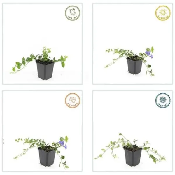 Discount Jordtäckare - Vinca - Vinca minor 'Argenteovariegata' - 9 cm kruka - Set med 40 växter Trädgårdsväxter