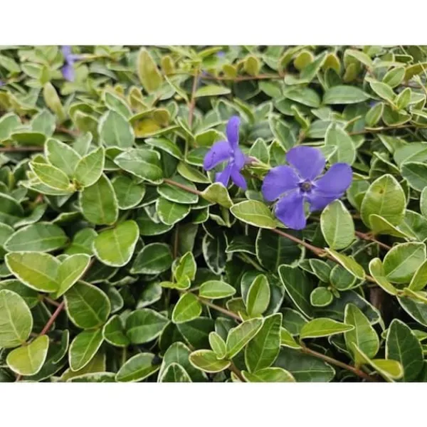 Discount Jordtäckare - Vinca - Vinca minor 'Argenteovariegata' - 9 cm kruka - Set med 40 växter Trädgårdsväxter