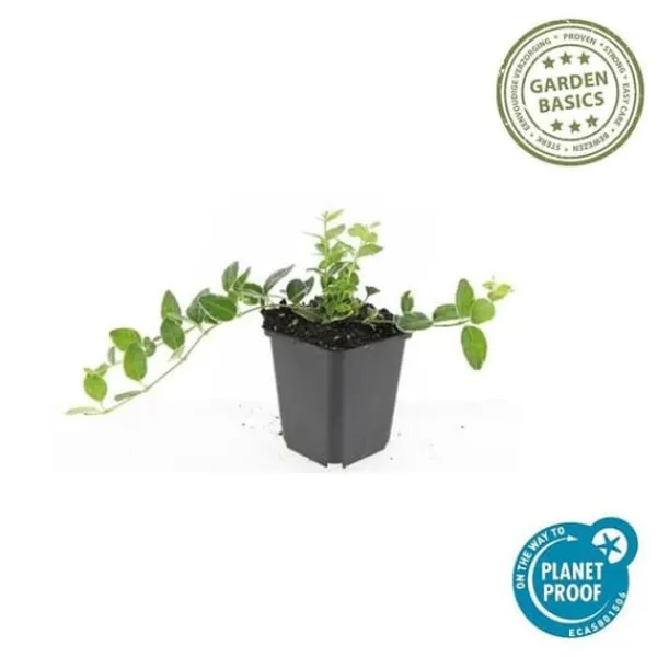 Discount Jordtäckare - Vinca - Vinca minor 'Argenteovariegata' - 9 cm kruka - Set med 40 växter Trädgårdsväxter