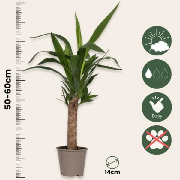 Jättepalmlilja - Set om 3 - Yucca elephantipes - Höjd 50-60cm - ⌀14cm Krukväxter Inomhus