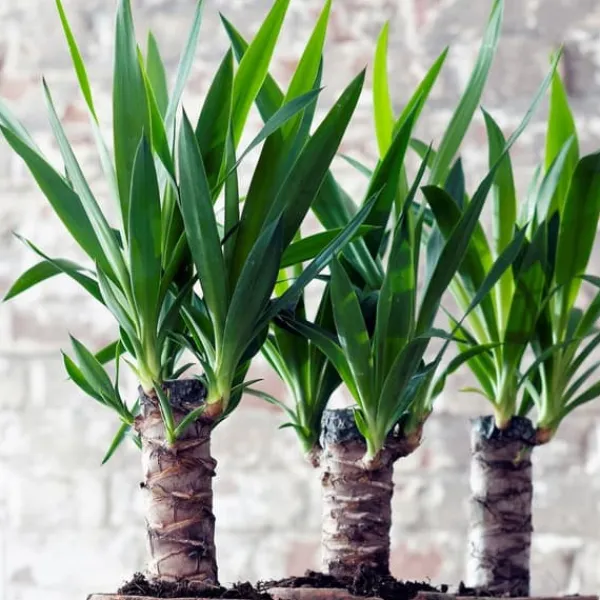 Jättepalmlilja - Set om 3 - Yucca elephantipes - Höjd 50-60cm - ⌀14cm Krukväxter Inomhus