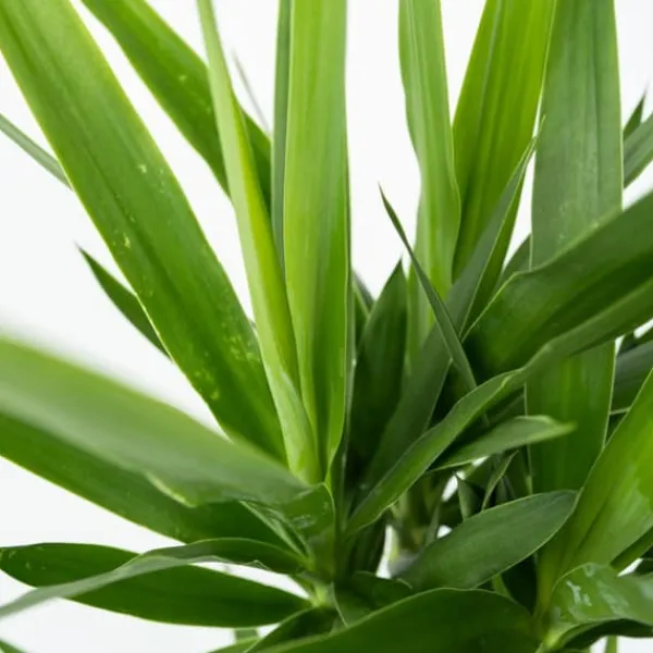 Jättepalmlilja - Set om 3 - Yucca elephantipes - Höjd 50-60cm - ⌀14cm Krukväxter Inomhus