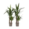 Hot Jättepalmlilja - Set om 2 - Yucca elephantipes - Höjd 70-80cm - ⌀17cm Krukväxter Inomhus