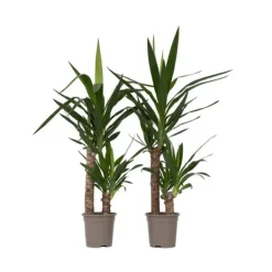 Hot Jättepalmlilja - Set om 2 - Yucca elephantipes - Höjd 70-80cm - ⌀17cm Krukväxter Inomhus