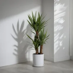 Hot Jättepalmlilja - Set om 2 - Yucca elephantipes - Höjd 70-80cm - ⌀17cm Krukväxter Inomhus