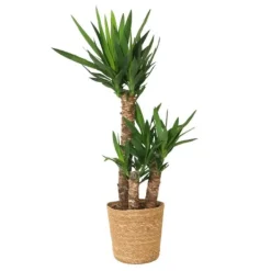 Jättepalmlilja - Yucca elephantipes - Höjd 70-80cm - ⌀21cm