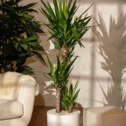 Jättepalmlilja - Yucca elephantipes - Höjd 130-140cm - ⌀24cm