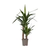 Clearance Jättepalmlilja - Yucca elephantipes - Höjd 70-80cm - ⌀17cm Krukväxter Inomhus