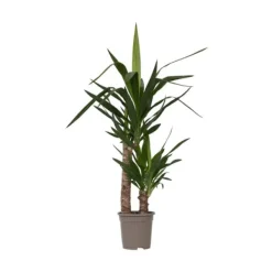 Clearance Jättepalmlilja - Yucca elephantipes - Höjd 70-80cm - ⌀17cm Krukväxter Inomhus