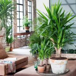 Clearance Jättepalmlilja - Yucca elephantipes - Höjd 70-80cm - ⌀17cm Krukväxter Inomhus