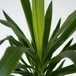 Clearance Jättepalmlilja - Yucca elephantipes - Höjd 70-80cm - ⌀17cm Krukväxter Inomhus