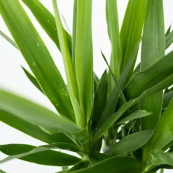 Jättepalmlilja - Yucca elephantipes - Höjd 70-80cm - ⌀21cm Krukväxter Inomhus
