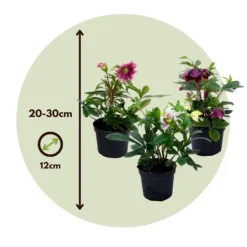 Discount Julros - Set om 3 - Helleborus orientalis - Höjd 20-30cm - ⌀12cm Blommor