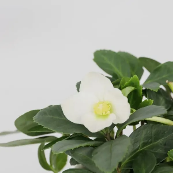 Julros - Set om 6 - Helleborus niger 'Mont Blanc' - Höjd 20-30cm - ⌀12cm
