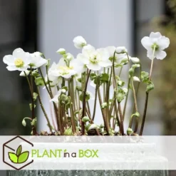 Julros - Set om 6 - Helleborus niger 'Mont Blanc' - Höjd 20-30cm - ⌀12cm