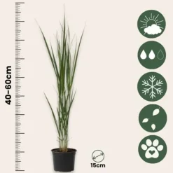 Online Jungfruhirs - Panicum virgatum 'Northwind' - Höjd 40-60cm - ⌀23cm Krukväxter Inomhus