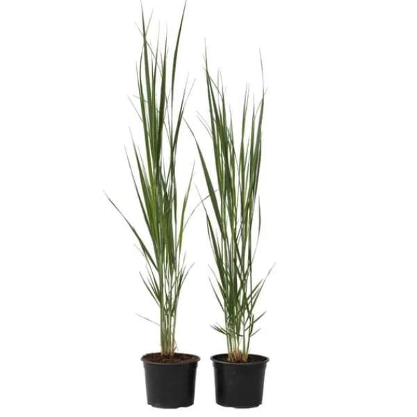 Hot Jungfruhirs - Set om 2 - Panicum virgatum 'Northwind' - Höjd 40-60cm - ⌀23cm Trädgårdsväxter