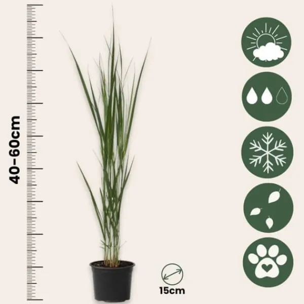 Hot Jungfruhirs - Set om 2 - Panicum virgatum 'Northwind' - Höjd 40-60cm - ⌀23cm Trädgårdsväxter