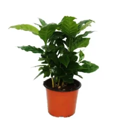 Best Kaffeträd (Coffea arabica) 1 planta - krukväxt Krukväxter Inomhus