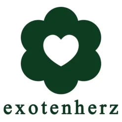 Best Kaffeträd (Coffea arabica) 1 planta - krukväxt Krukväxter Inomhus