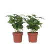 Kaffeväxt - Set om 2 - Coffea arabica - Höjd 25-40cm - ⌀12cm