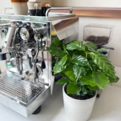 Kaffeväxt - Set om 2 - Coffea arabica - Höjd 25-40cm - ⌀12cm