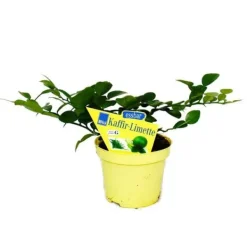 Kaffir Lime - Citrus hystrix - 1 planta - Kaffir Lime kryddväxt