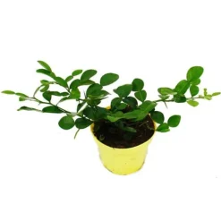 Kaffir Lime - Citrus hystrix - 1 planta - Kaffir Lime kryddväxt