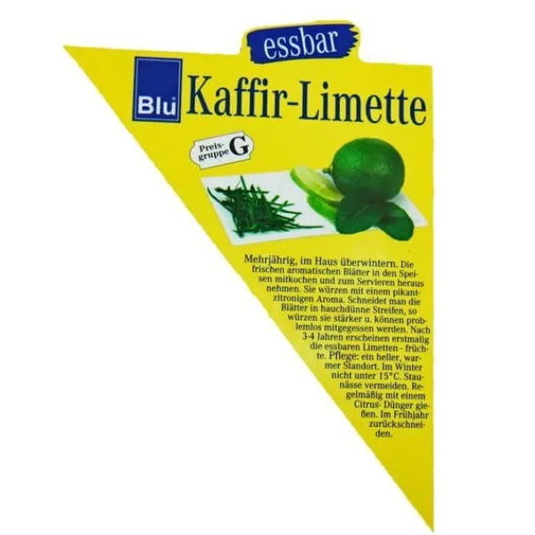 Kaffir Lime - Citrus hystrix - 1 planta - Kaffir Lime kryddväxt