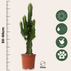 Kaktuseuforbia - Euphorbia ingens - Höjd 50-60cm - ⌀17cm