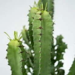 Kaktuseuforbia - Euphorbia ingens - Höjd 50-60cm - ⌀17cm