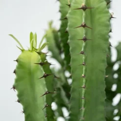 Kaktuseuforbia - Euphorbia ingens - Höjd 50-60cm - ⌀17cm