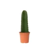 Kaktuseuforbia - Euphorbia ingens - Höjd 40-50cm - ⌀18cm