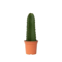 Kaktuseuforbia - Euphorbia ingens - Höjd 40-50cm - ⌀18cm