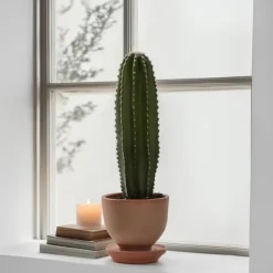 Kaktuseuforbia - Euphorbia ingens - Höjd 40-50cm - ⌀18cm