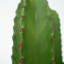 Kaktuseuforbia - Euphorbia ingens - Höjd 40-50cm - ⌀18cm