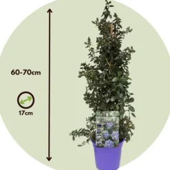 Hot Kalifornisk lilak - Ceanothus thyrsiflorus Repens - Höjd 60-70cm - ⌀17cm Trädgårdsväxter