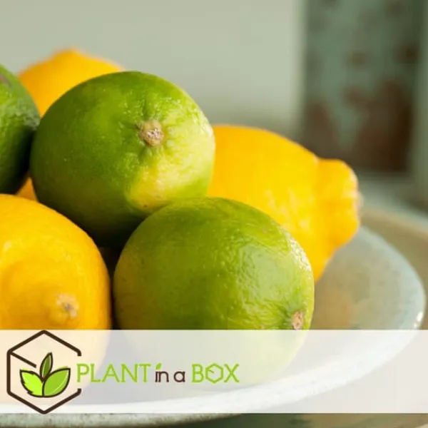 Kalk Träd Citrus - Set om 3 - Citrus aurantifolia - Höjd 25-40cm - ⌀9cm