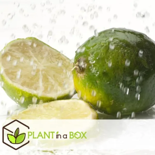 Kalk Träd Citrus - Set om 3 - Citrus aurantifolia - Höjd 25-40cm - ⌀9cm